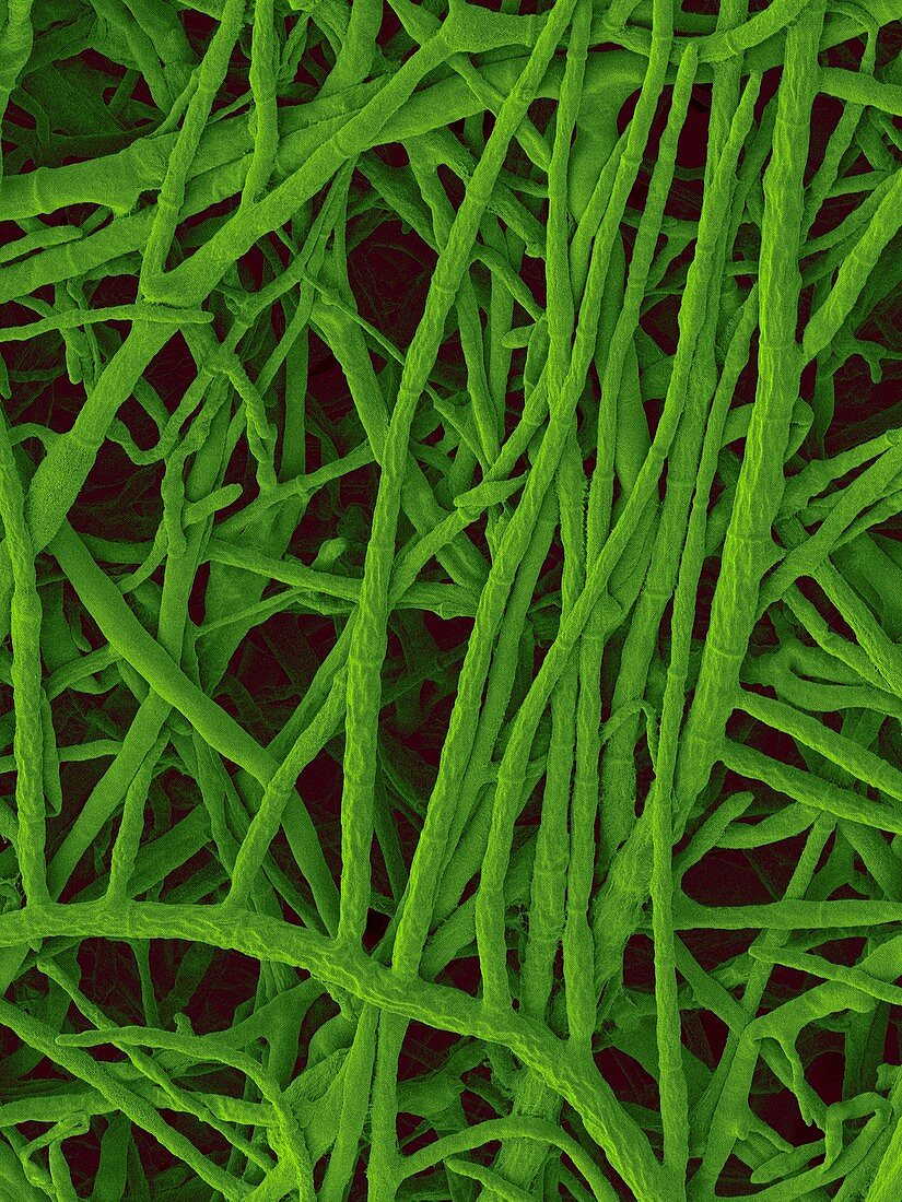 Curvularia verruculosa septate hyphae, SEM