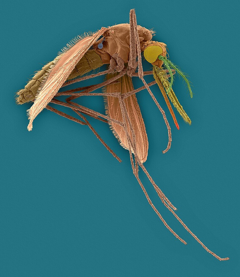 Anopheles stephensi, mosquito carrier of malaria, SEM