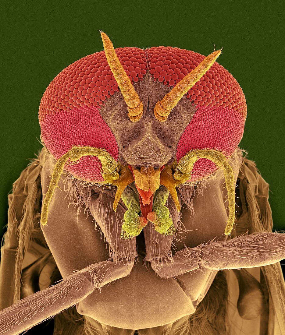 Black fly adult male head, SEM