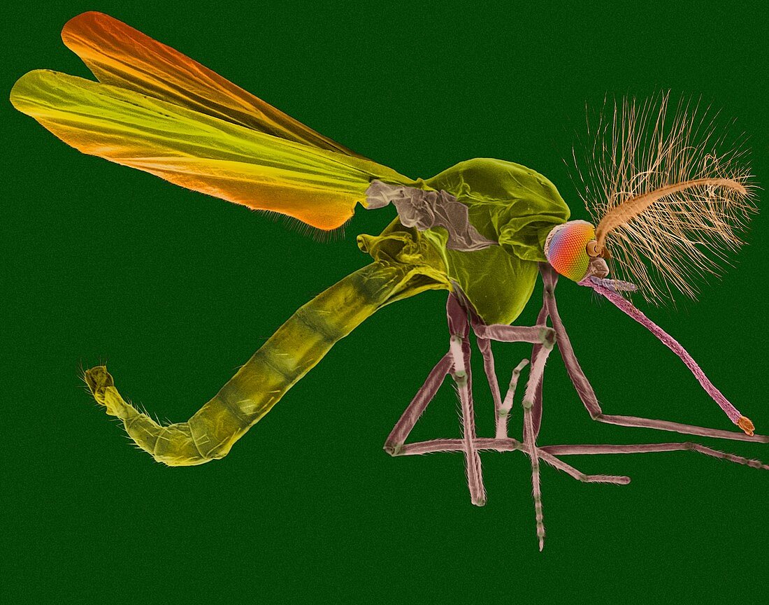 Male mosquito, SEM
