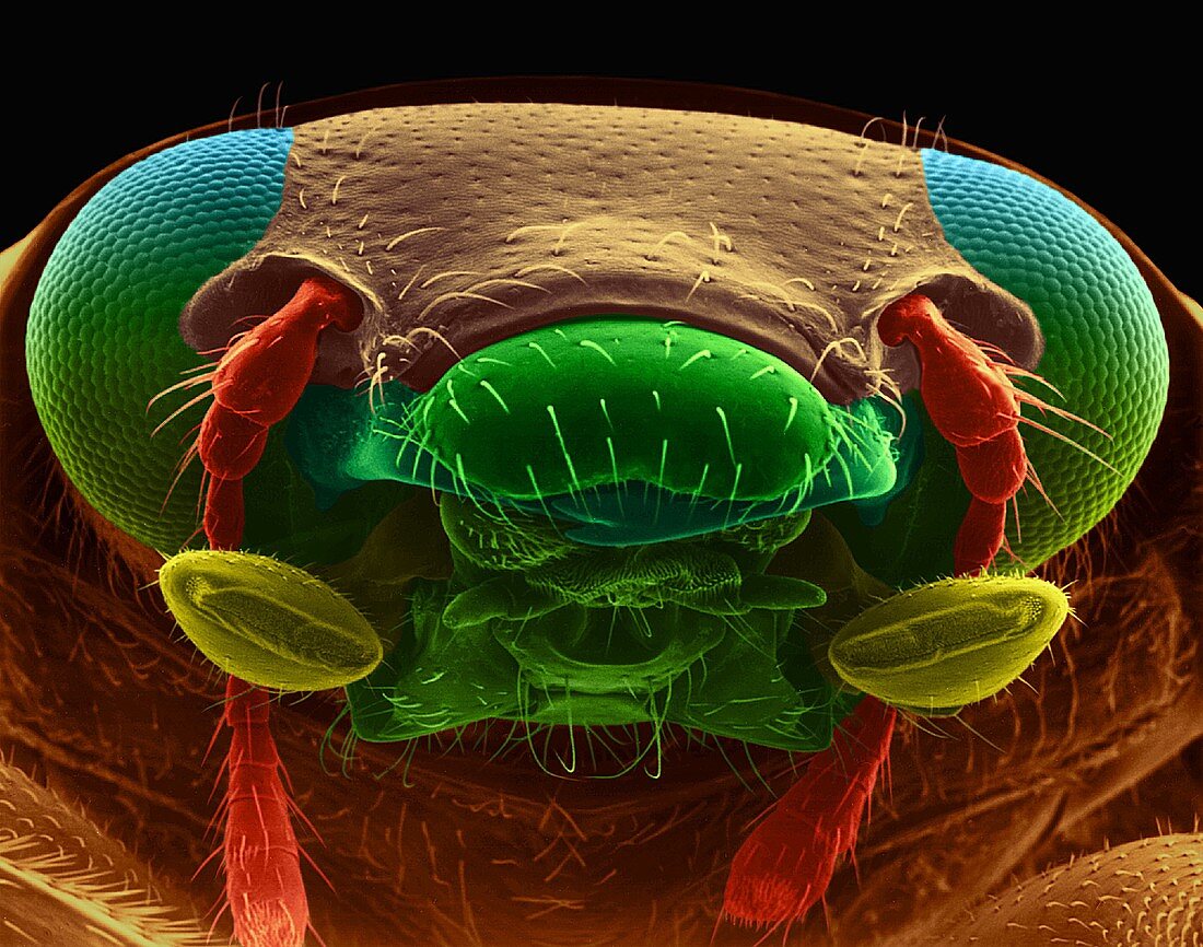 Ladybug beetle, SEM