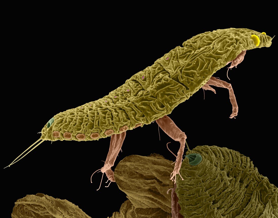 Soft scale insect crawler, SEM