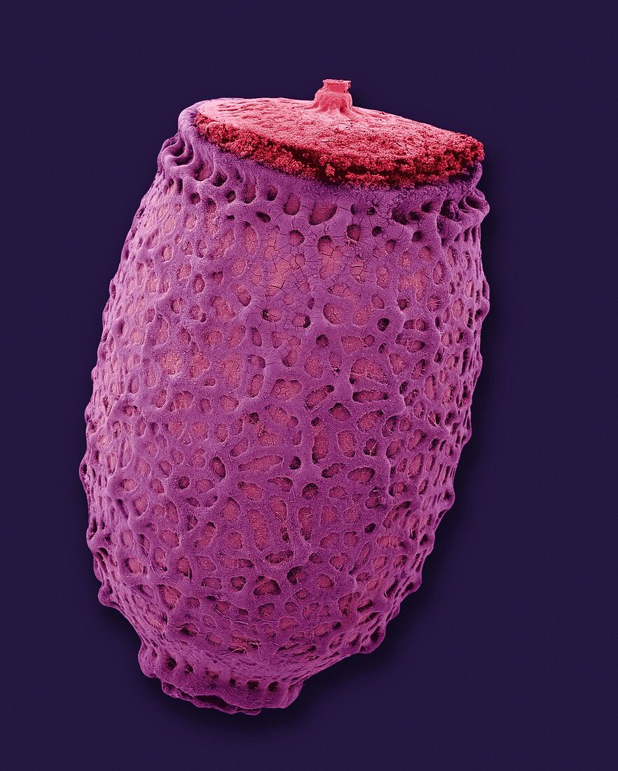 Walkingstick egg case, SEM