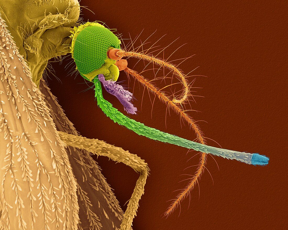 Northern house mosquito, SEM