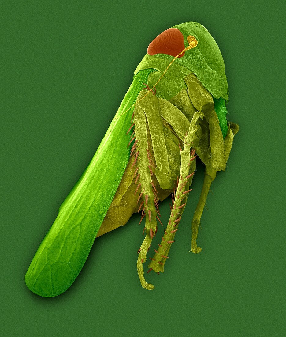 Potato leafhopper, SEM