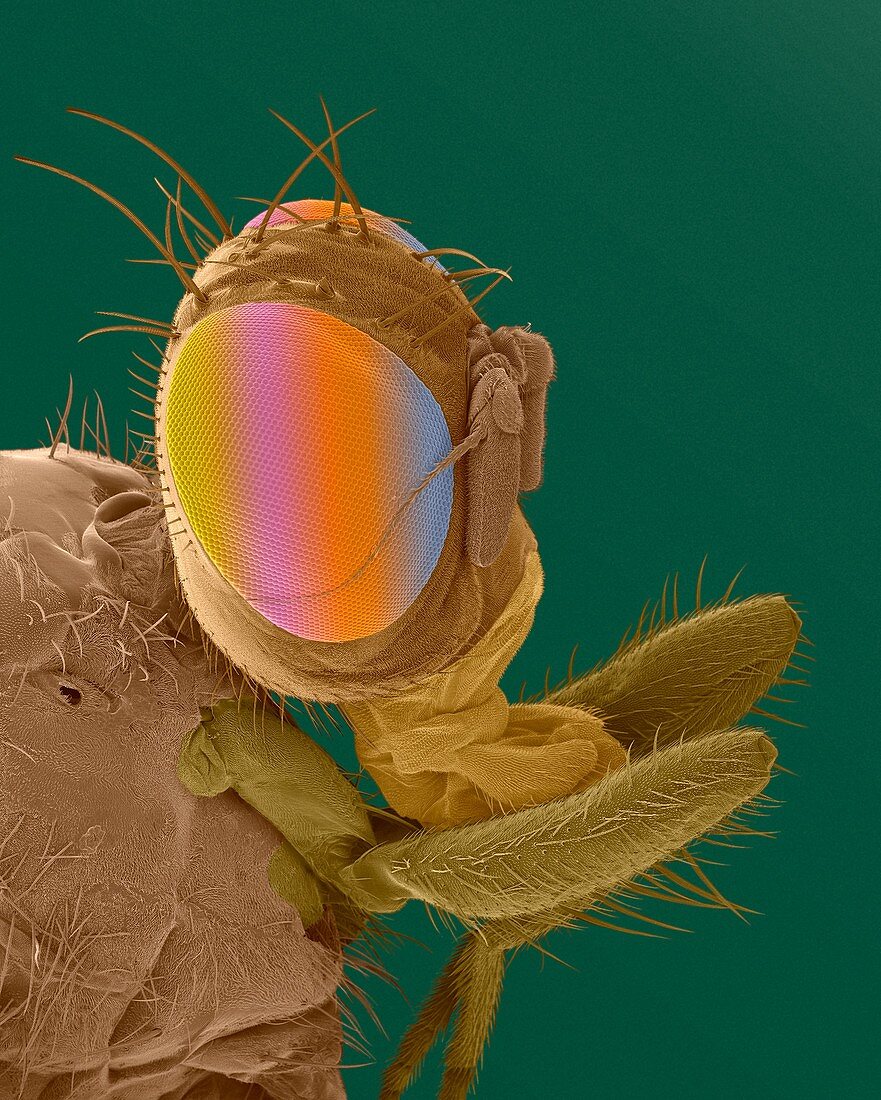 Mediterranean fruit fly head, SEM