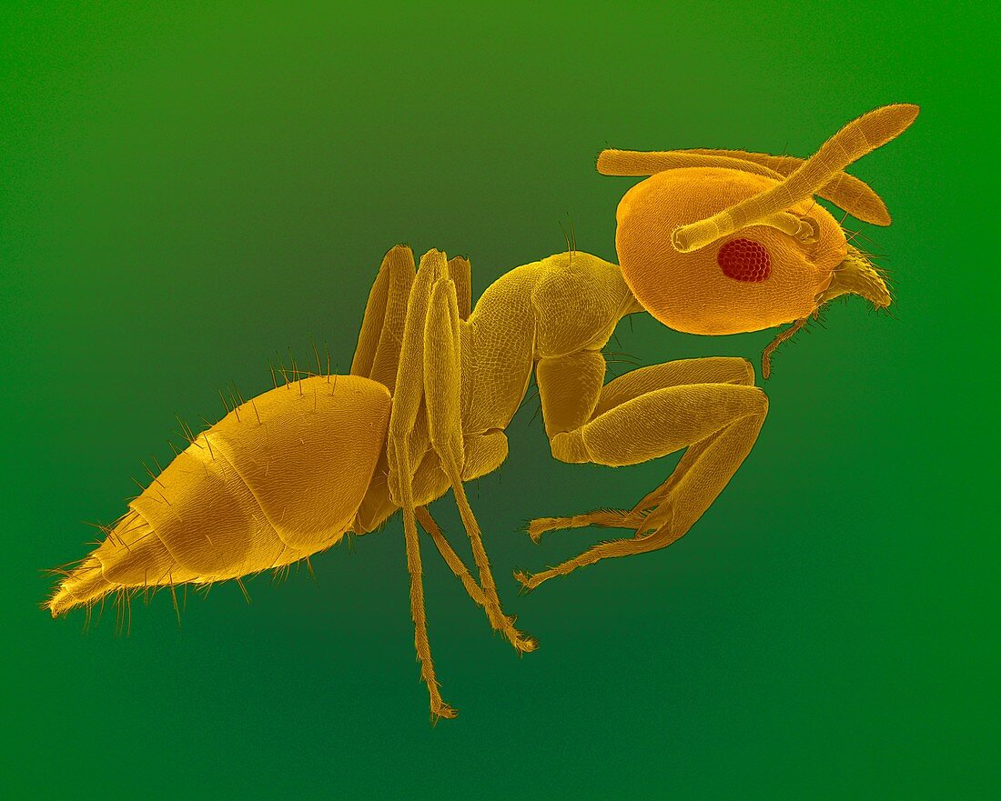 Big-headed ant worker, SEM