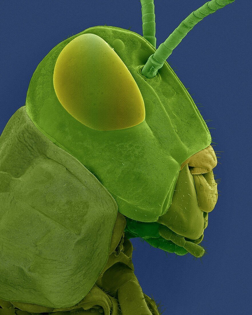 Grasshopper head and mouthparts, SEM
