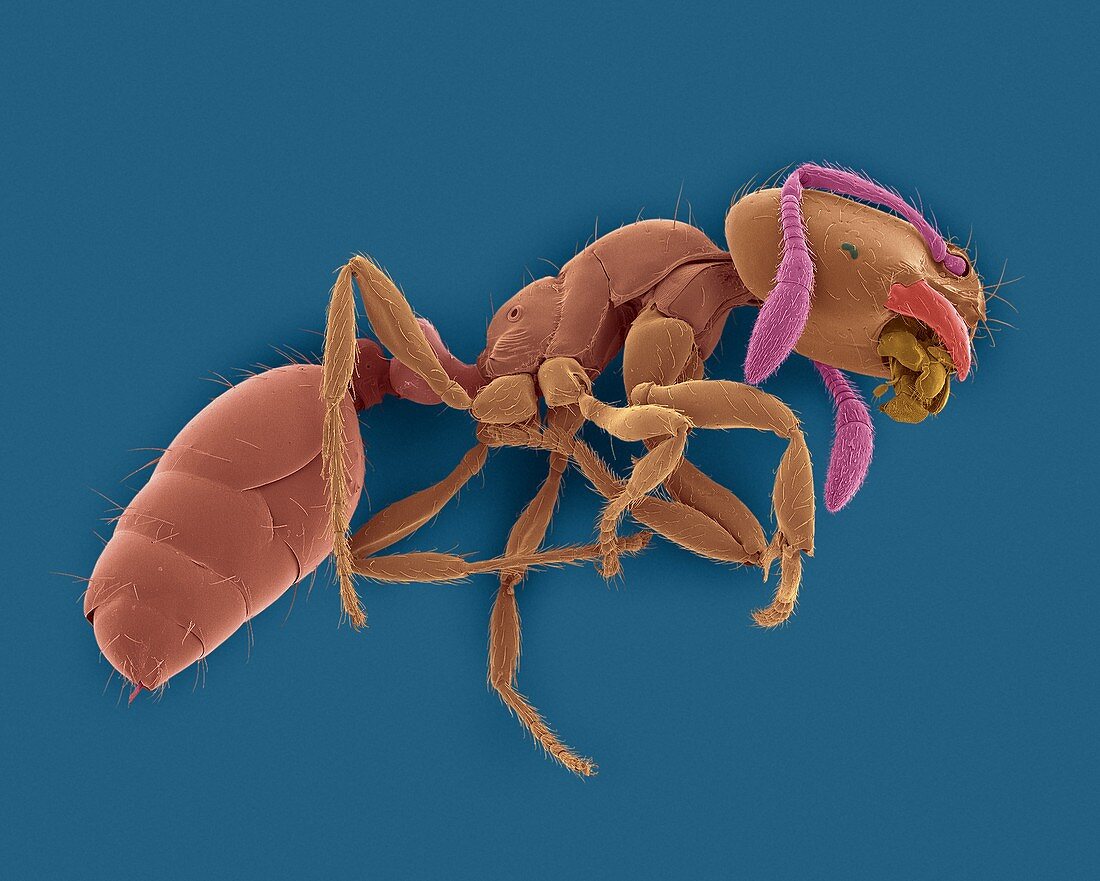 Red imported fire ant, SEM