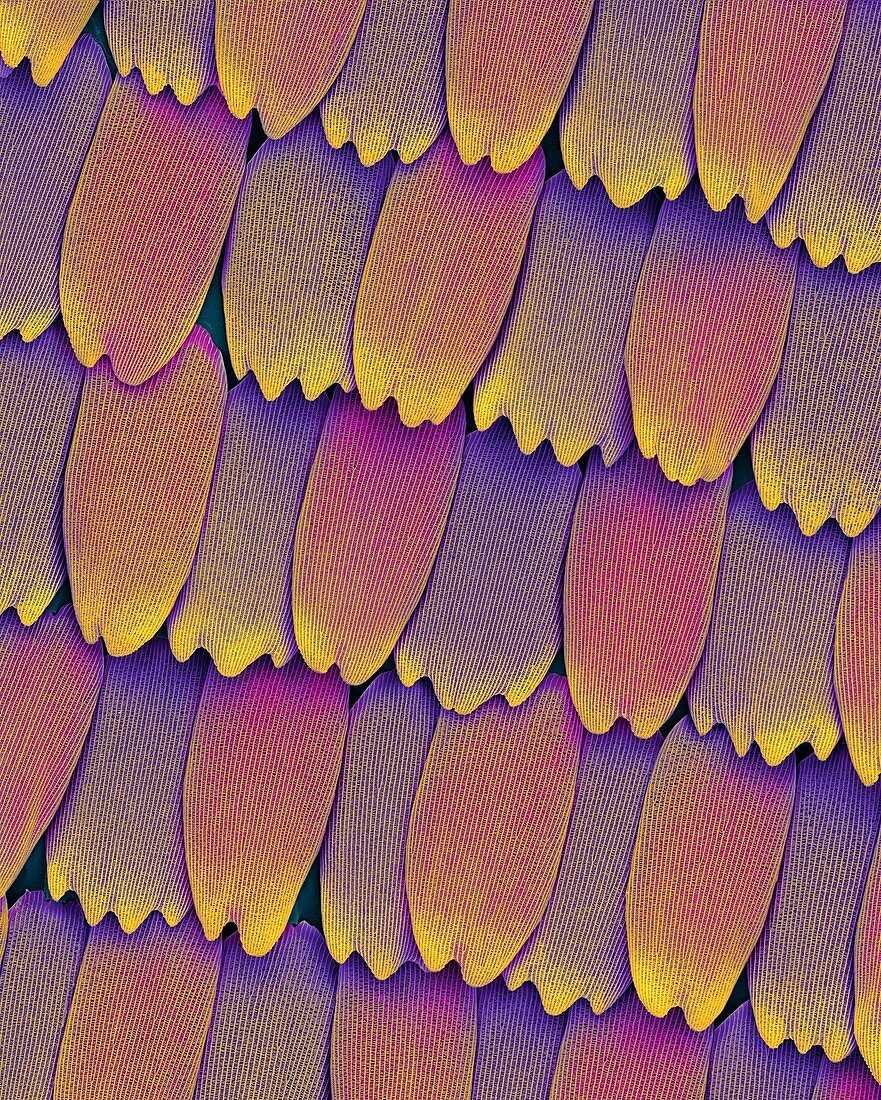 Monarch butterfly wing scales, SEM