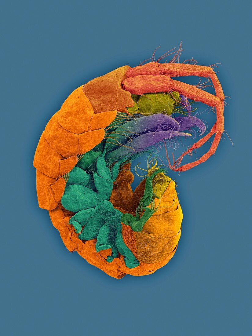 Marine amphipod (Polynesoecetes kekeae), SEM