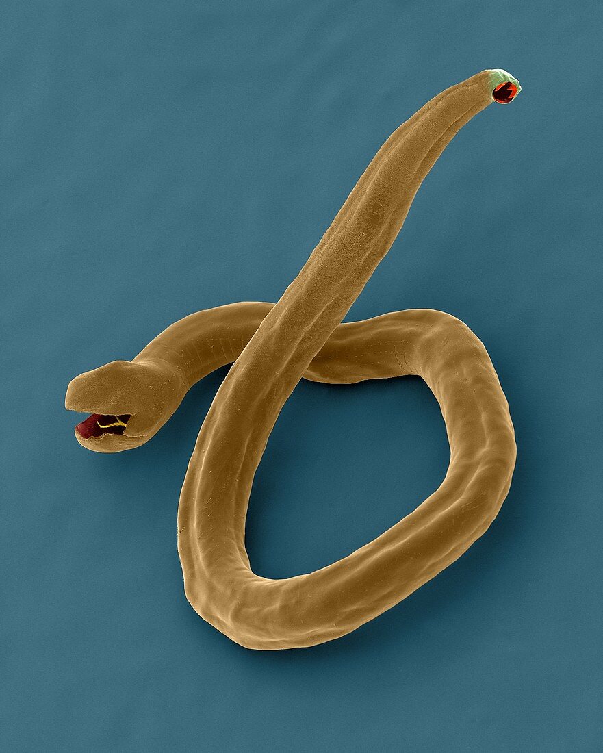 Dog hookworm (Ancylostoma caninum), SEM
