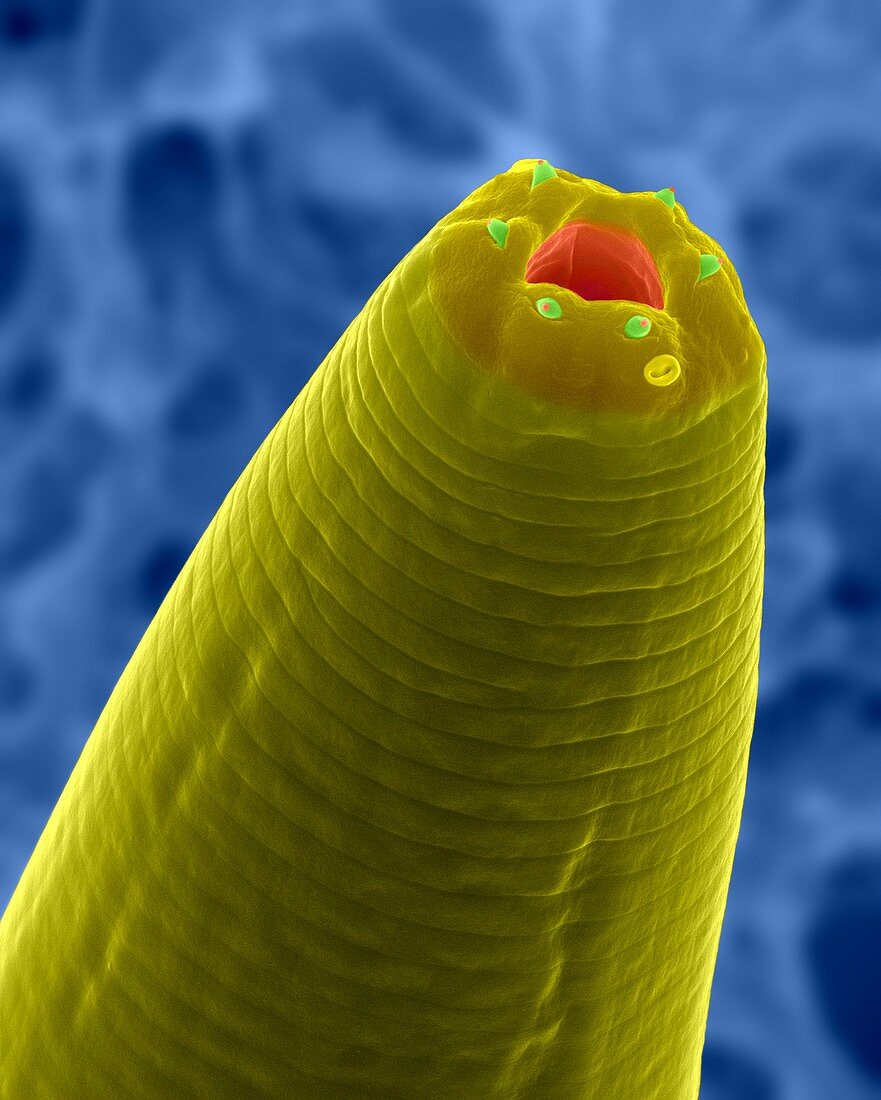 Soil nematode (Caenorhabditis elegans), SEM