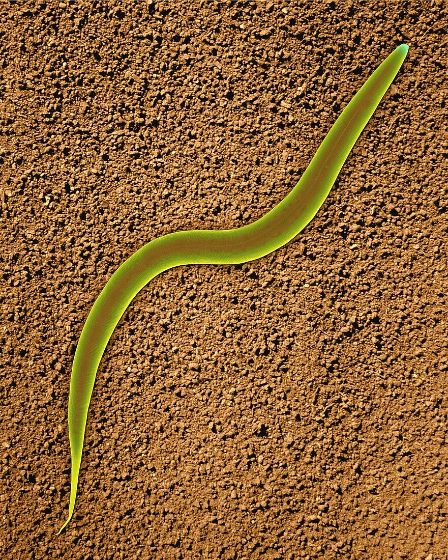 Soil nematode (Caenorhabditis elegans), SEM