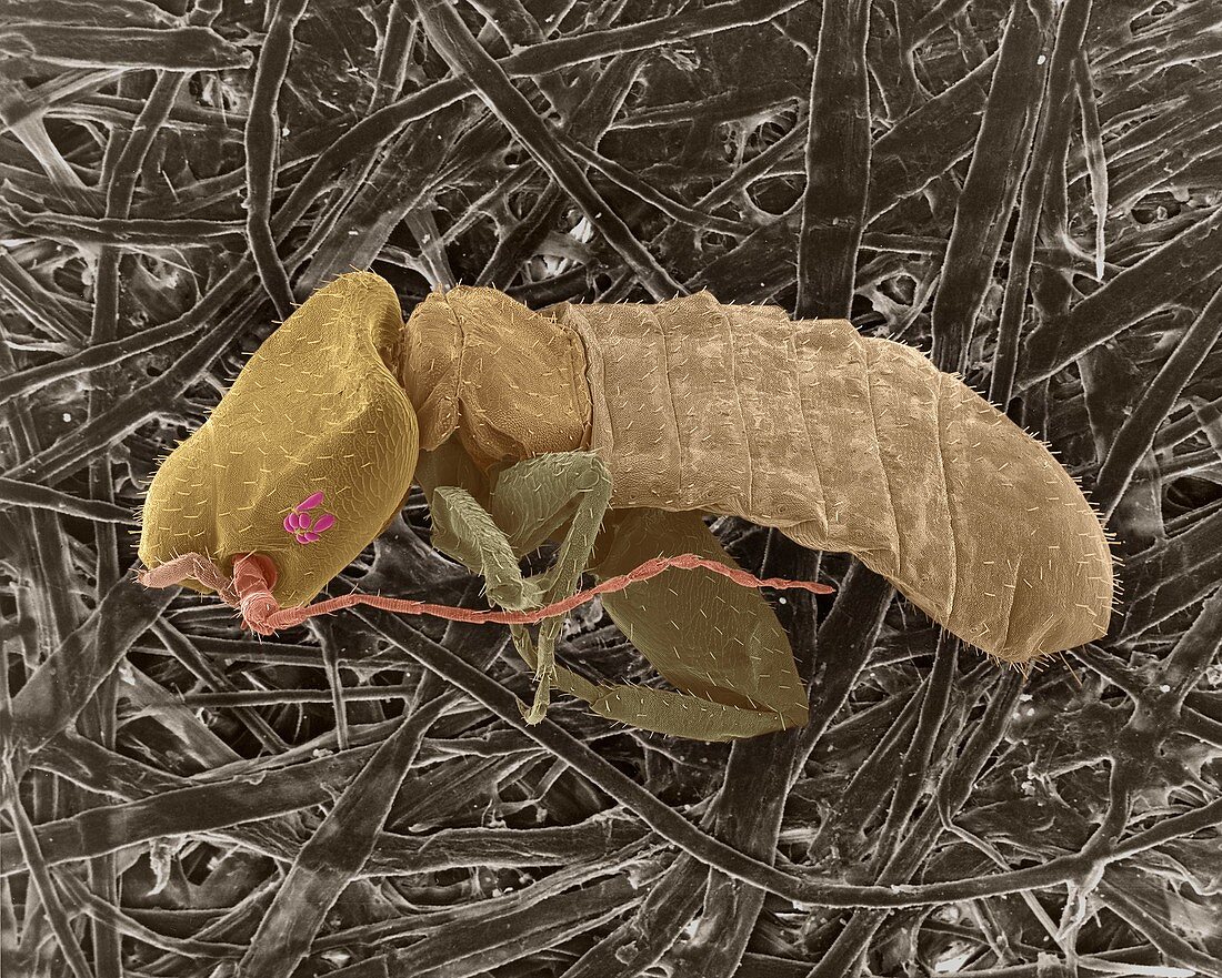 Book louse on cellulose fibres, SEM