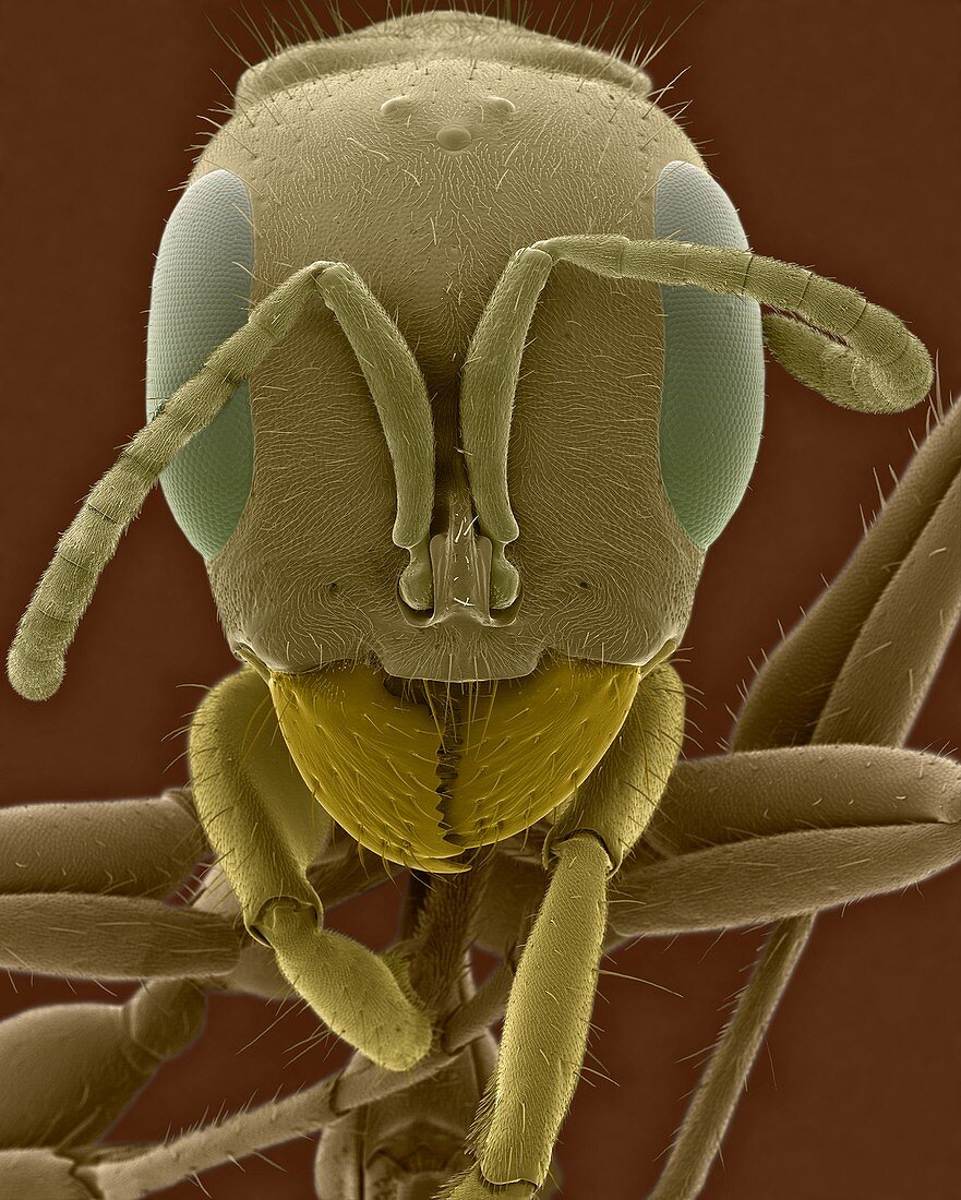 Mexican ant, SEM