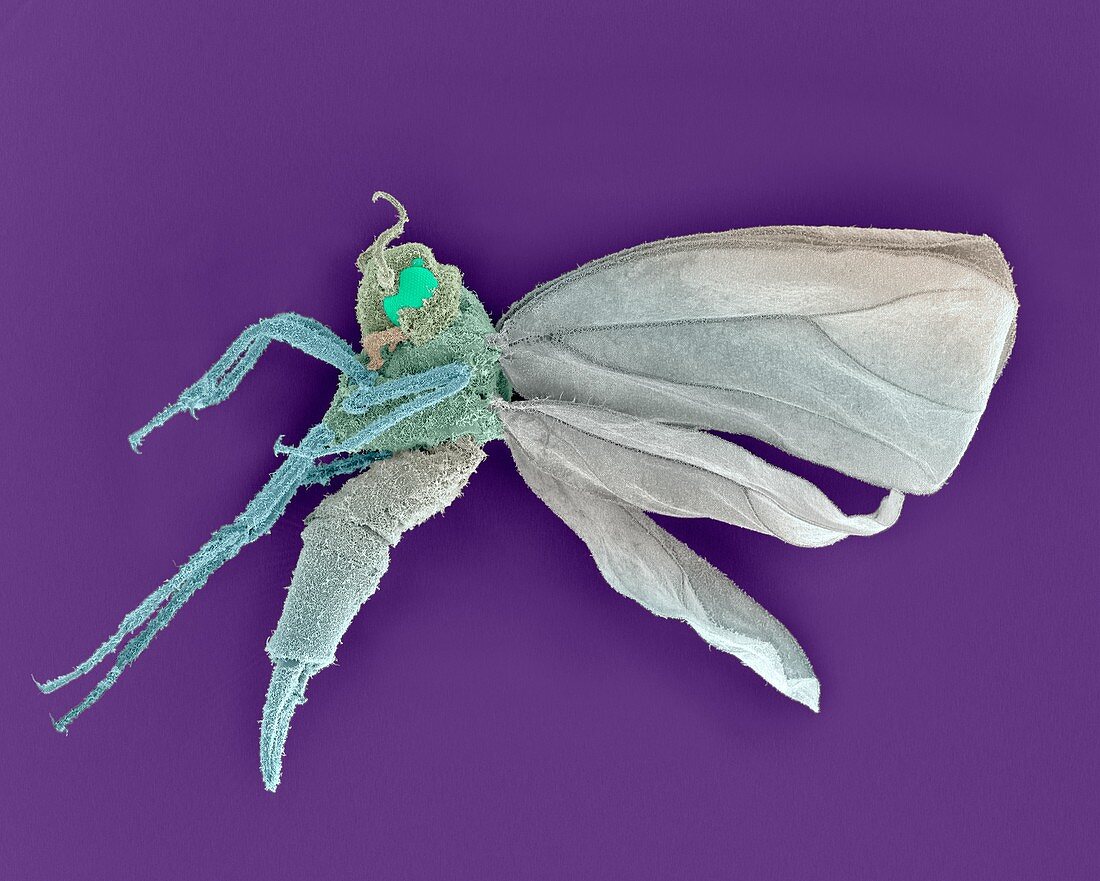 Whitefly juvenile, SEM