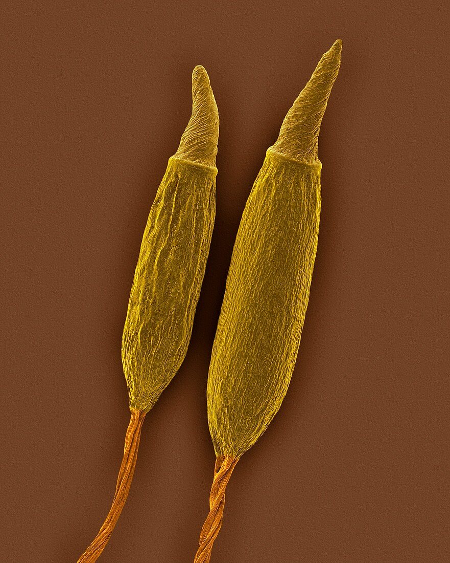 Moss spore capsule with operculum, SEM
