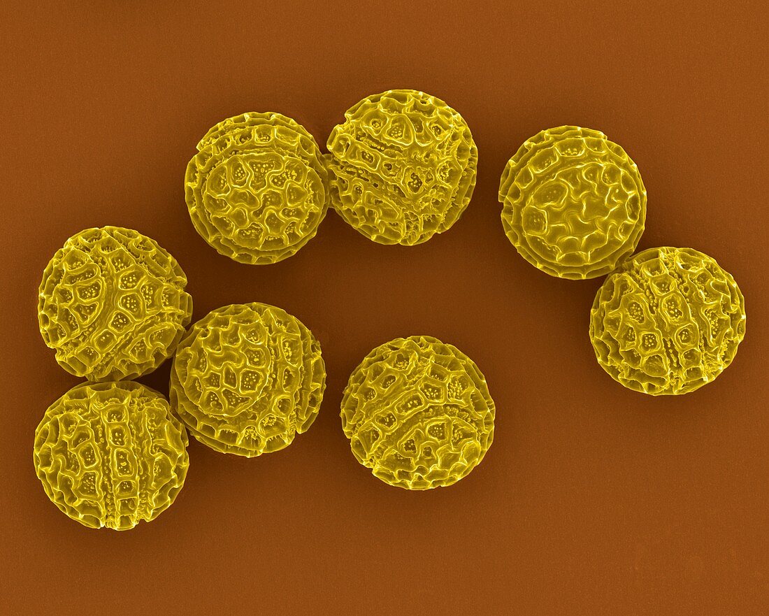 Passion flower (Passiflora coccinea) pollen., SEM