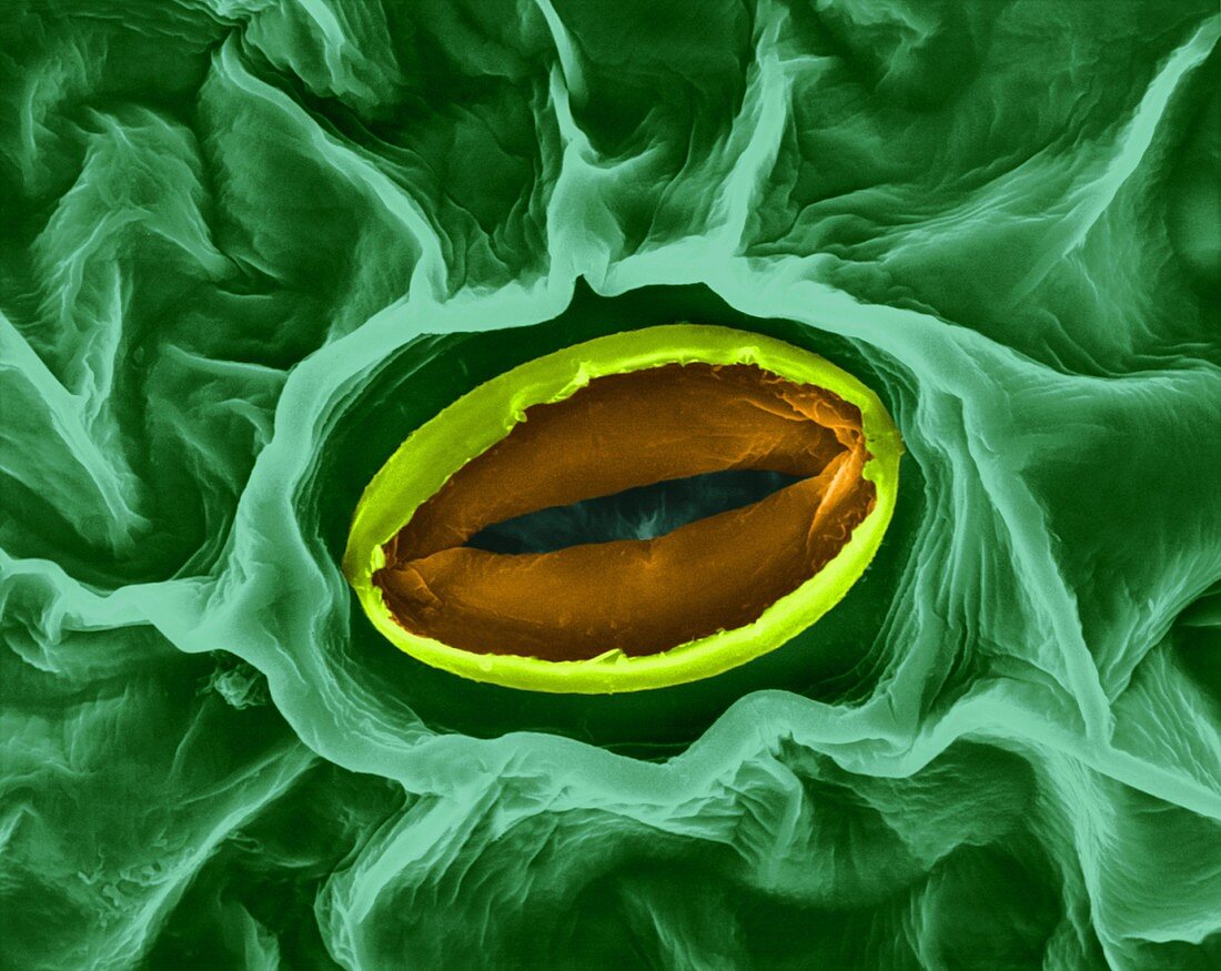 Stoma of a broad bean leaf (Vicia faba), SEM