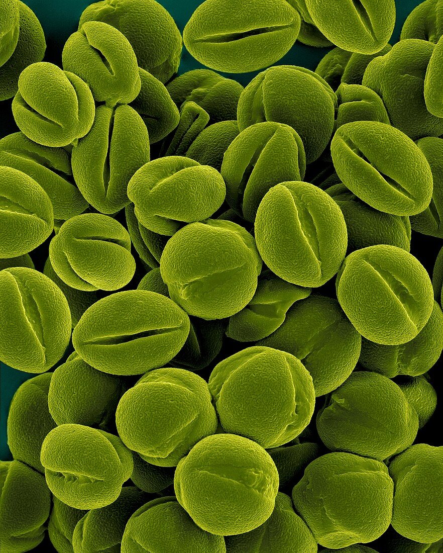 Foxglove pollen (Digitalis purpurea), SEM