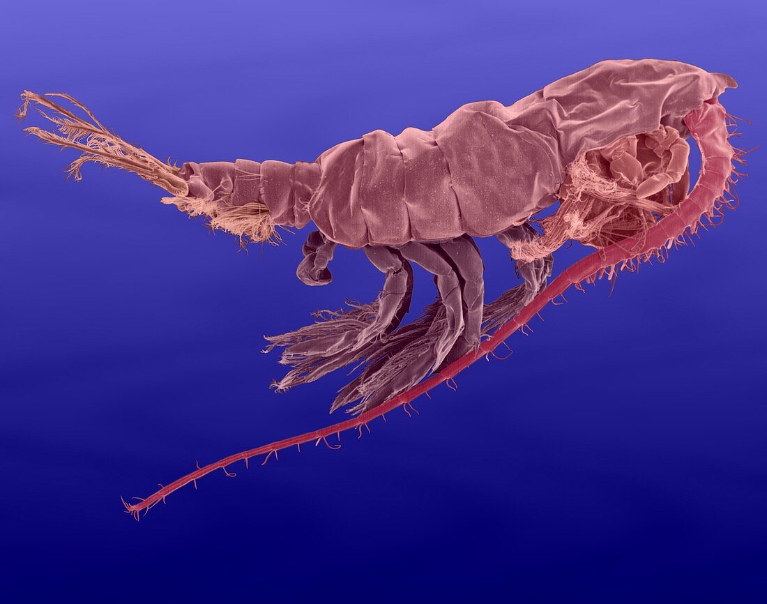 Marine Copepod (Pleuromamma sp.), SEM