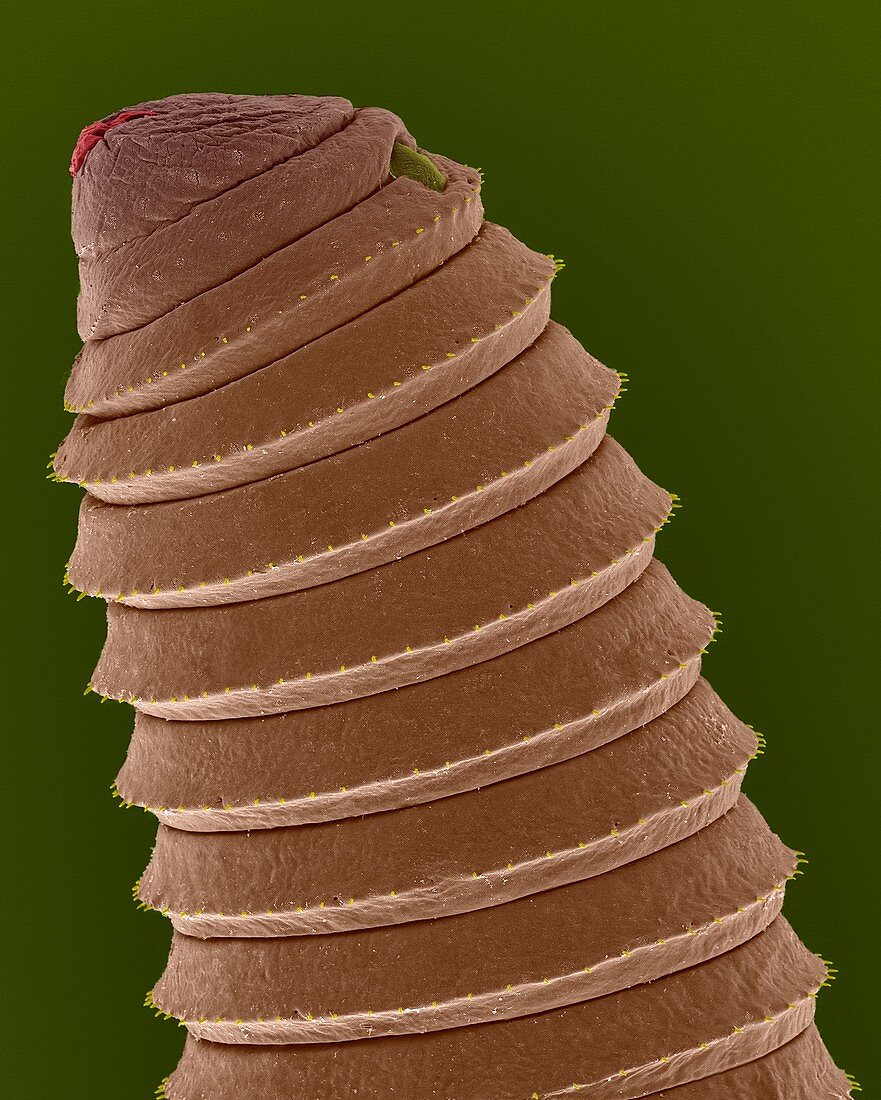 Detritus worm (Class Annelida), SEM