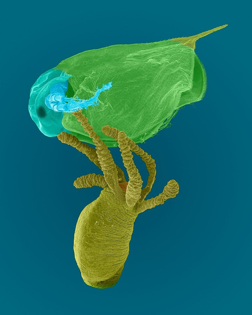 Hydra sp. capturing Daphnia sp., SEM