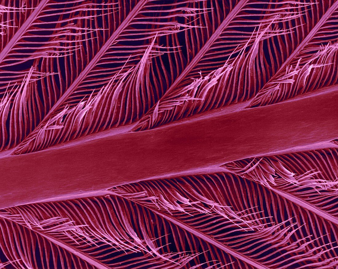 Parrot feather rachis, barbs and barbules, SEM