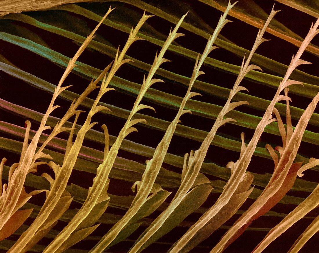 Parrot feather barbules and barbule hooks, SEM