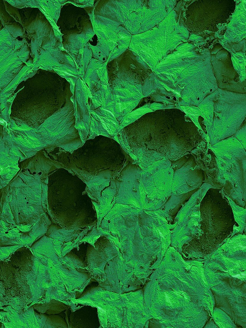 Green bean pod parenchyma cells after steaming., SEM