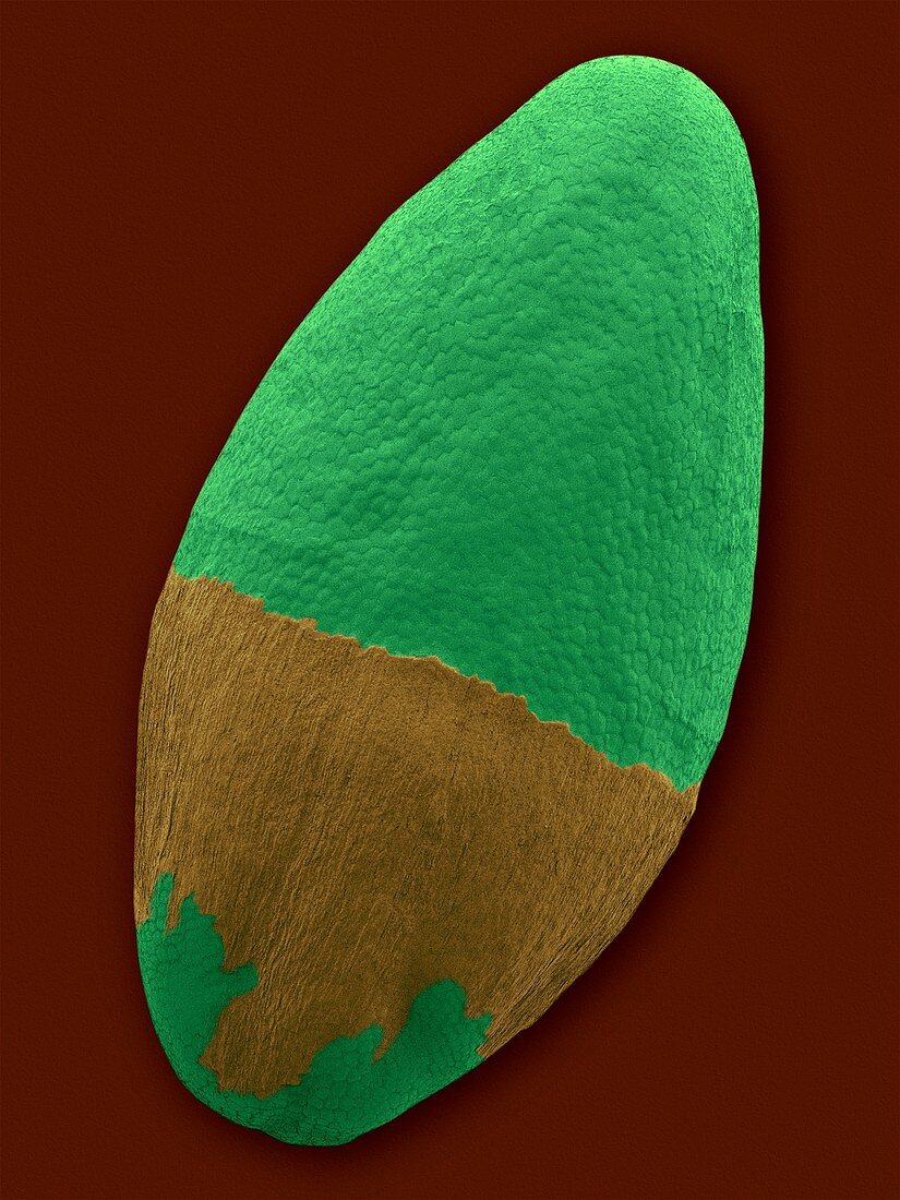Psyllium seed (Plantago ovata), SEM