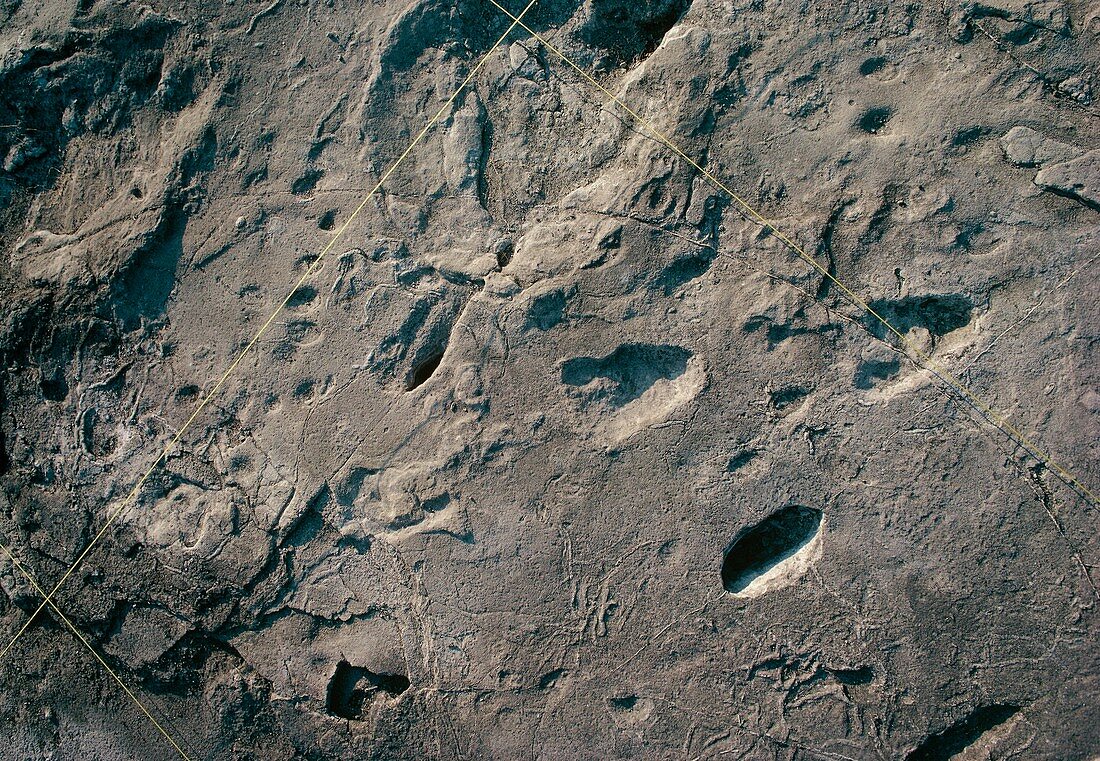 Hominid and elephant footprints