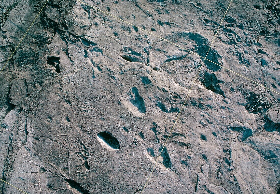 Hominid and elephant footprints