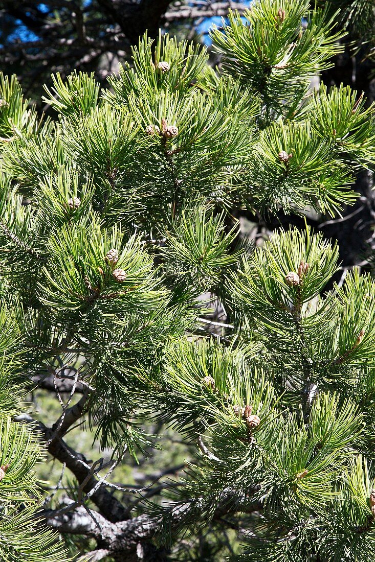 Mexican pinyon pine (Pinus cembroides)