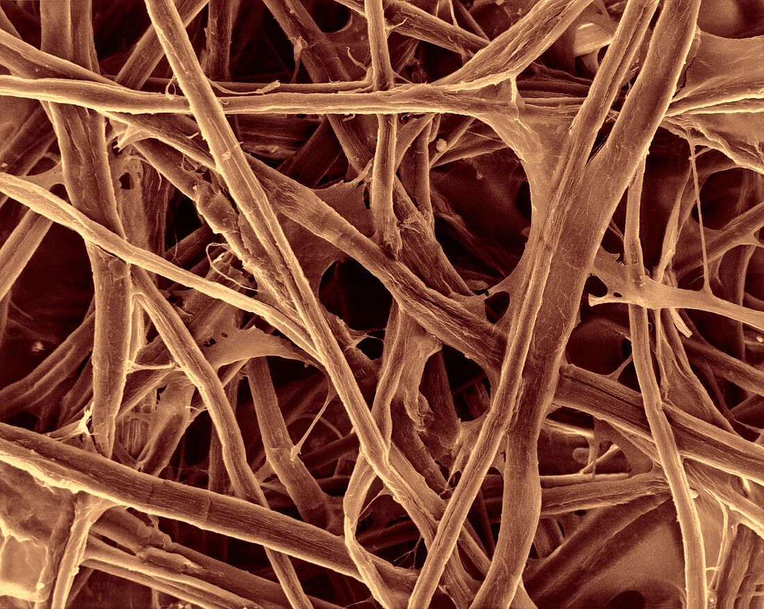 Cellulose fibres (print paper), SEM