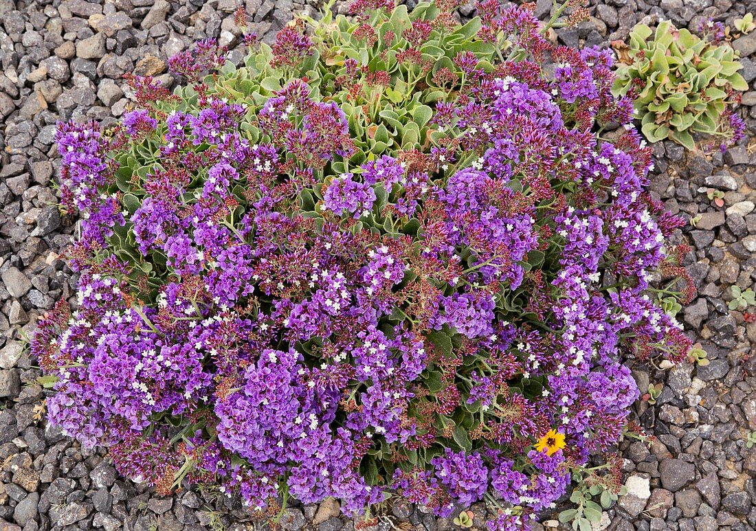 Felty sea-lavender (Limonium puberulum)