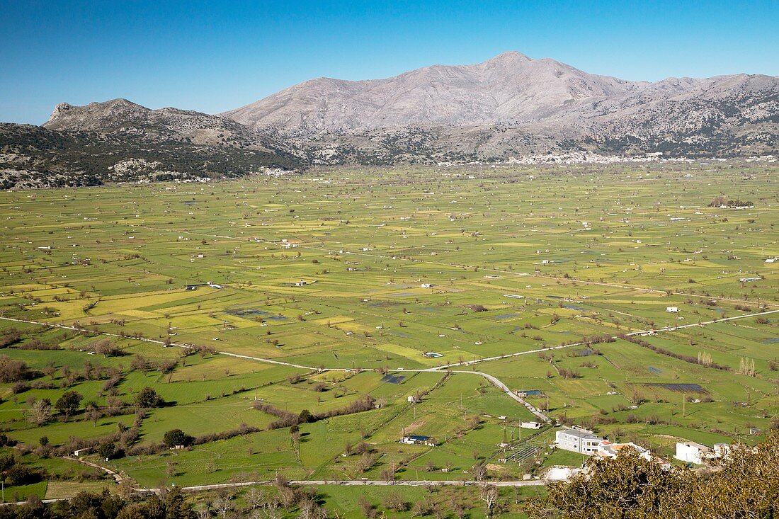 Sheep grazing on the Lasithi Plateau, Crete, Greece