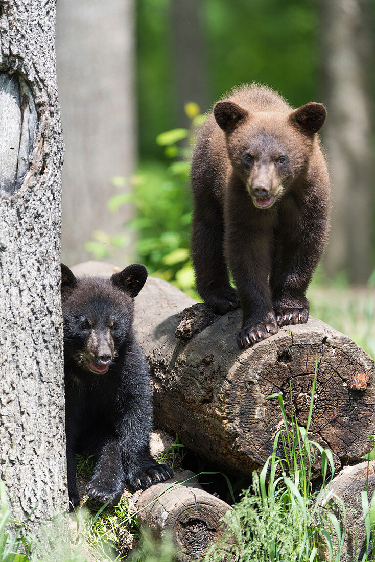 American black bear cubs