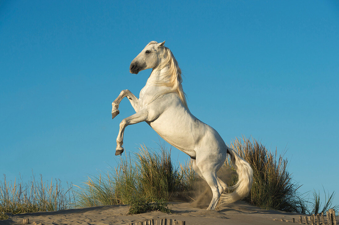 Camargue horse, France