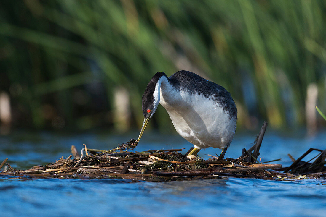 Western grebe on its nest