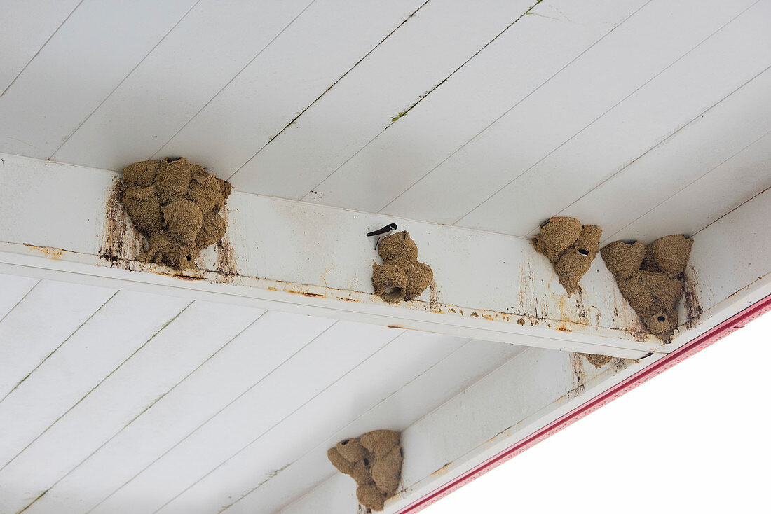 Common house martin nests
