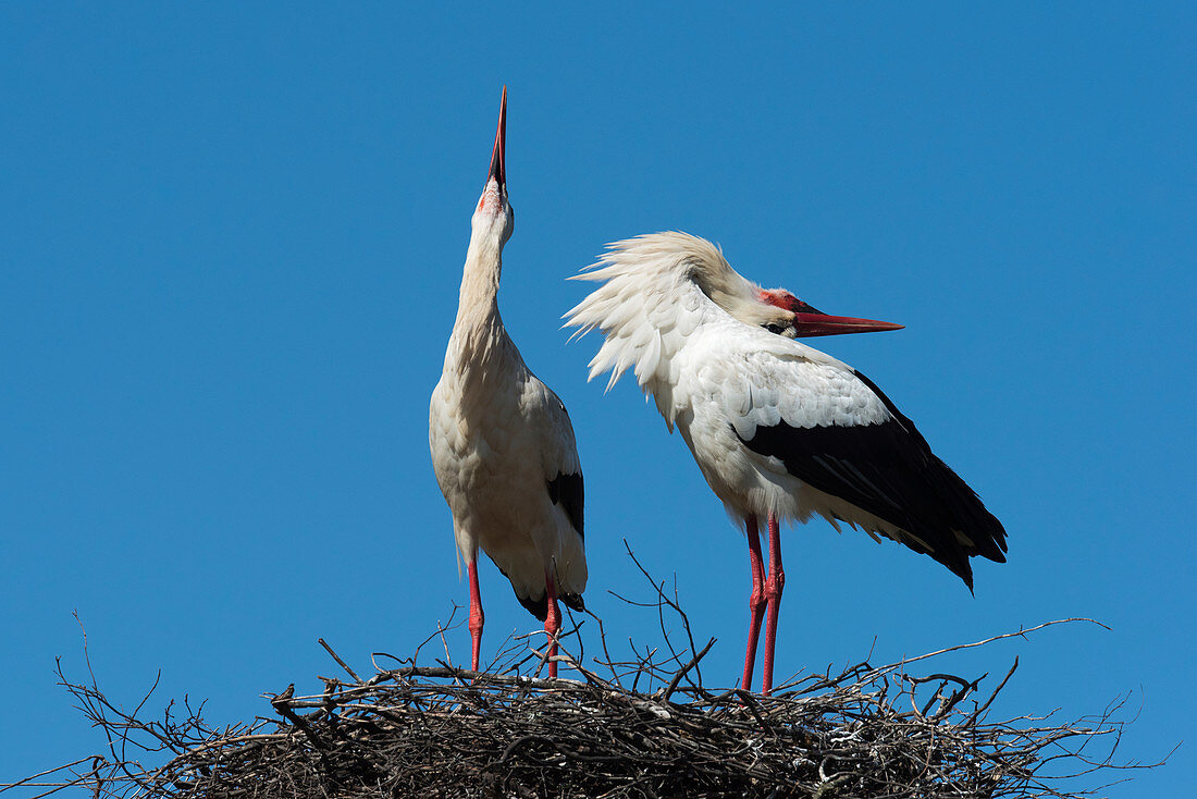 White stork courtship display