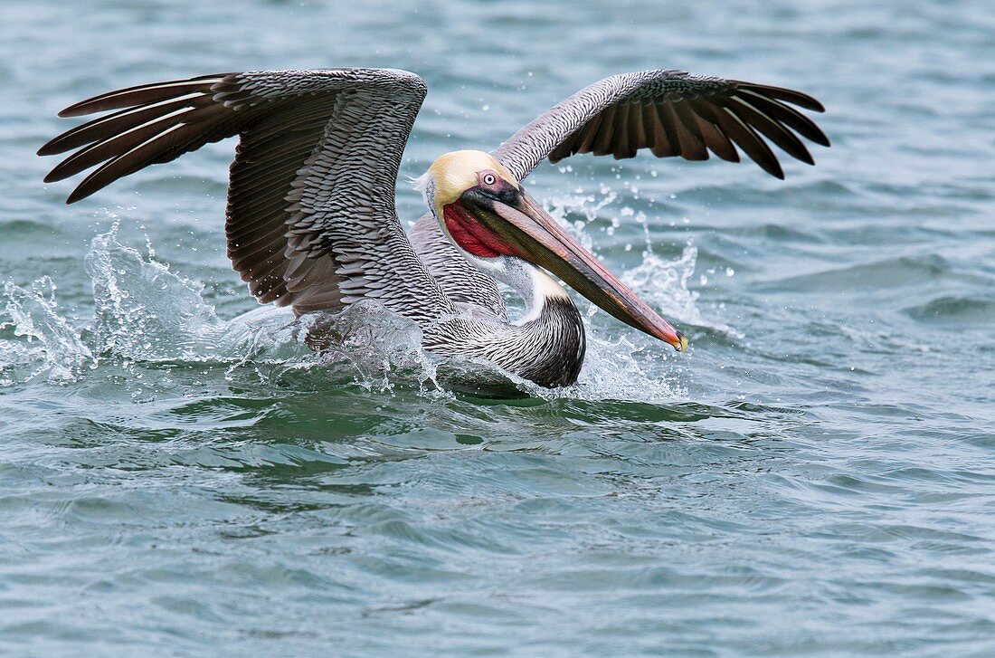 Brown pelican landing on water