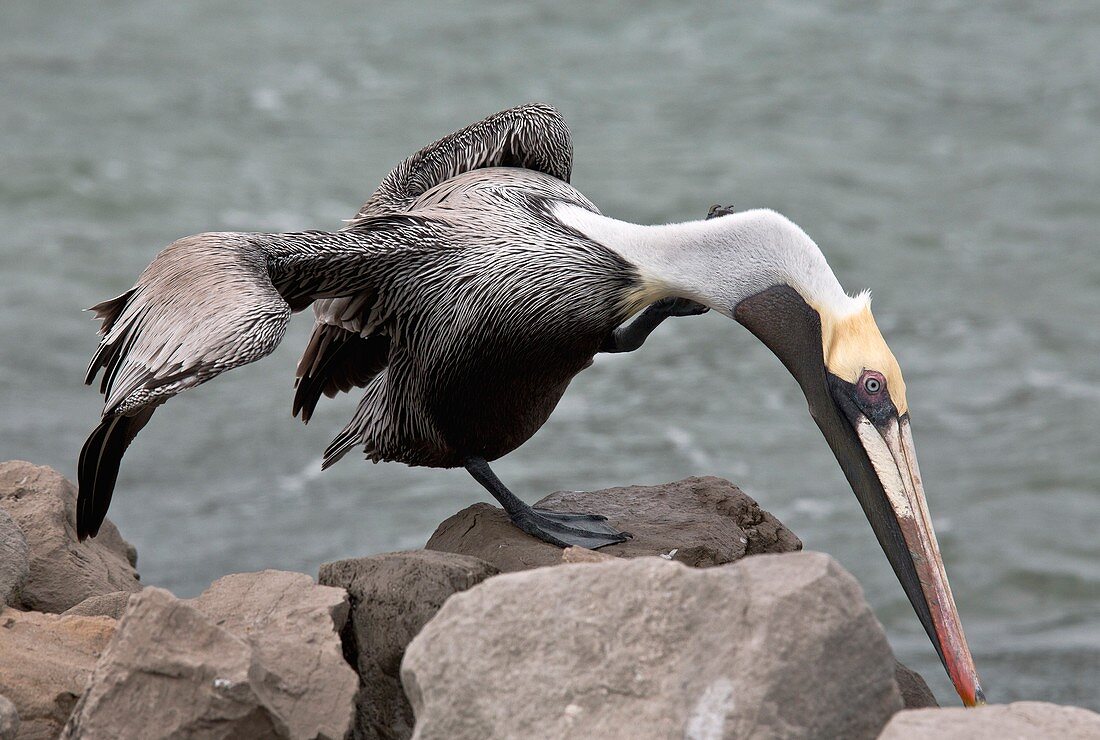 Brown pelican preening