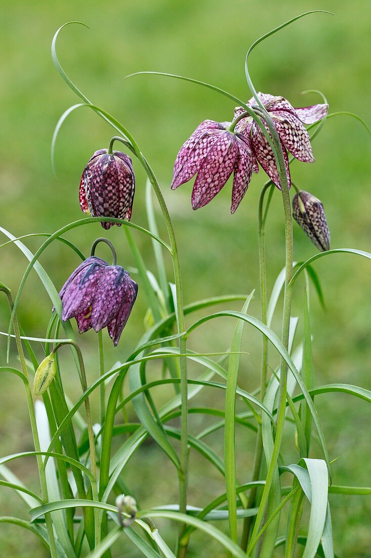 Snake's head fritillary (Fritillaria meleagris)