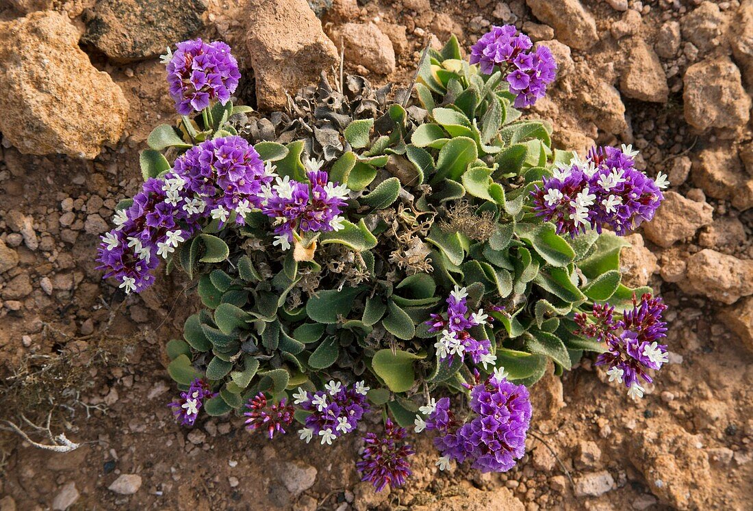 Felty sea-lavender (Limonium puberulum)