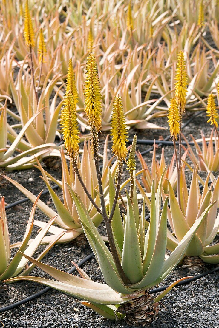 Aloe vera in cultivation, Lanzarote