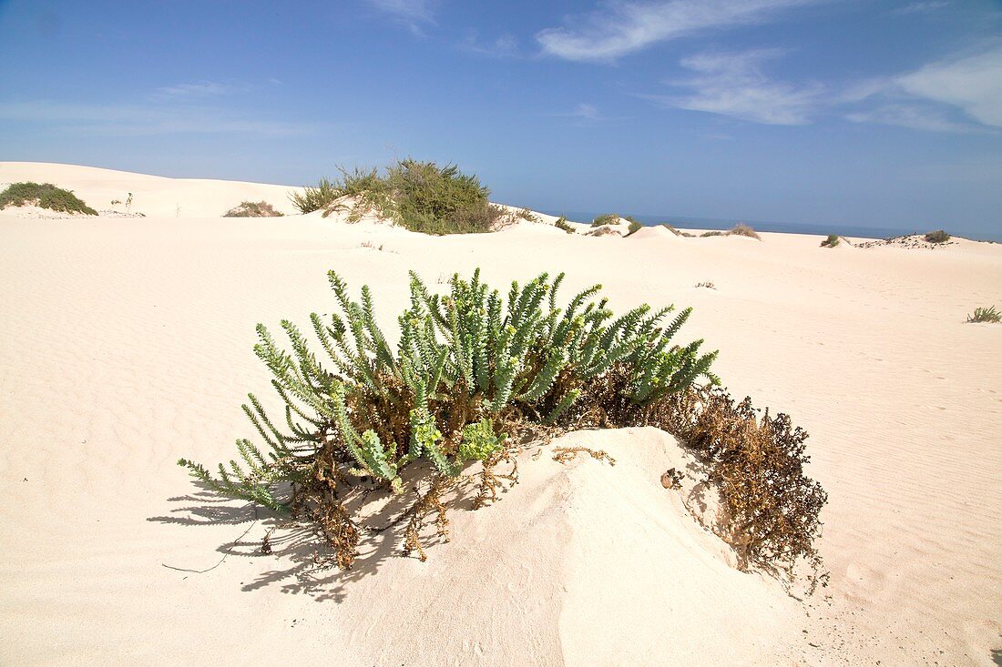 Sea spurge (Euphorbia paralias)