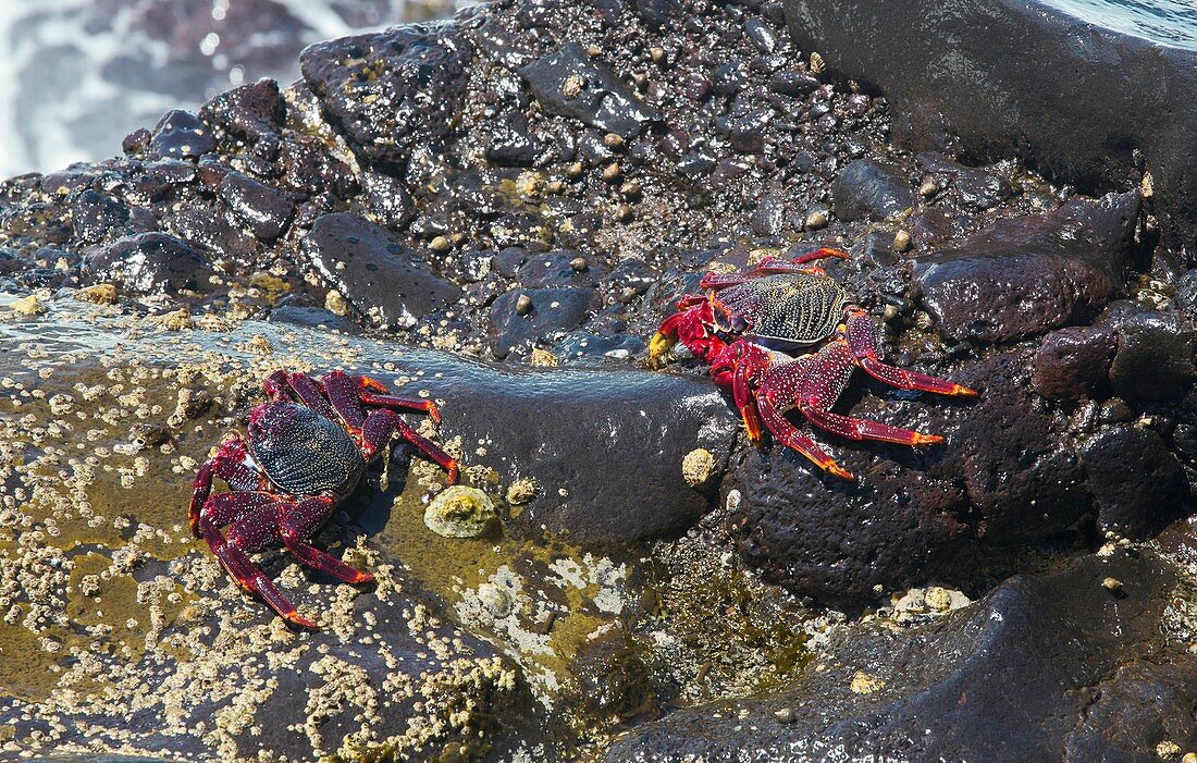 Rock crabs (Grapsus adscensionis)